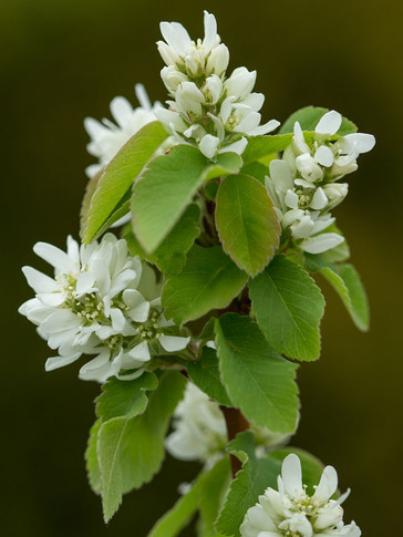 Standing Ovation Serviceberry