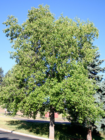 Tulip Tree