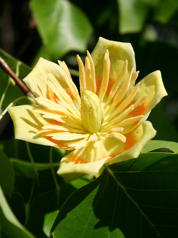 Tulip Tree