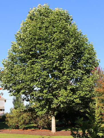 Emerald City Tulip Tree