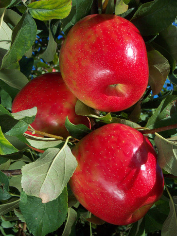 Honeycrisp Semi Dwarf Apple Tree