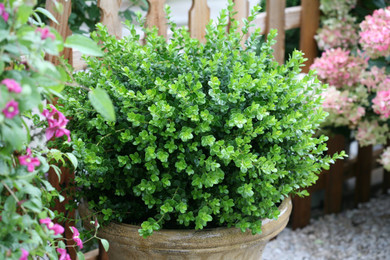Outdoor Plants - Shrubs - Boxwood - Wedel's Garden Center
