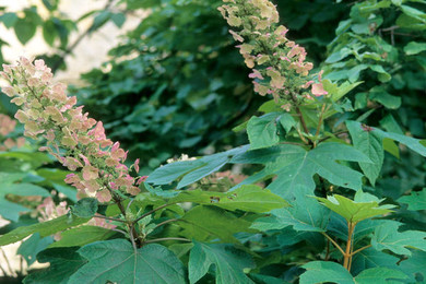 Alice Oakleaf Hydrangea Shrub