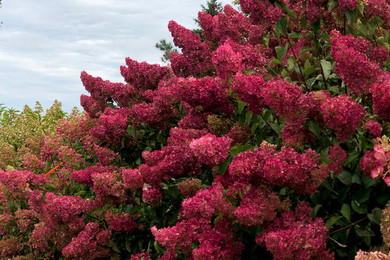 Berry White Hydrangea Shrub