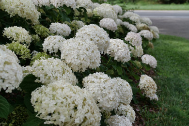 photos courtesy of Proven Winners ColorChoice Shrubs