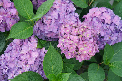 photos courtesy of Proven Winners ColorChoice Shrubs