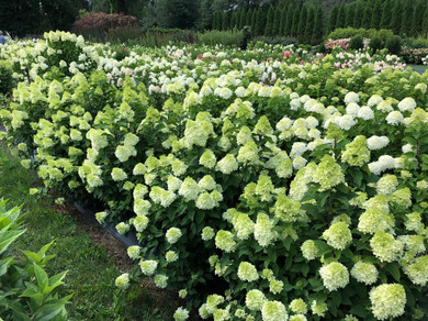 photos courtesy of Proven Winners ColorChoice Shrubs