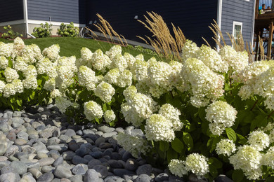 Little Hottie Hydrangea Shrub