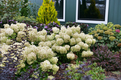 photos courtesy of Proven Winners ColorChoice Shrubs