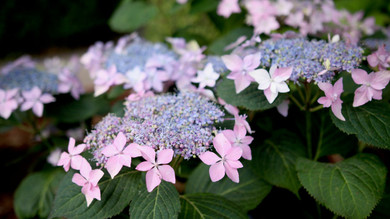 Photos courtesy of Proven Winners ColorChoice Shrubs