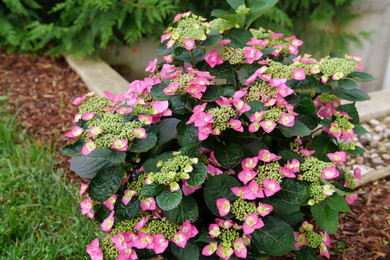 Photo courtesy of Proven Winners ColorChoice Shrubs