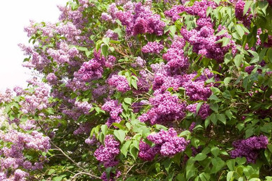 Monge (Red/Purple) Lilac Shrub