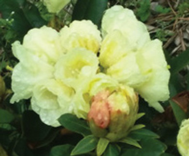 Lemon Dream Rhododendron