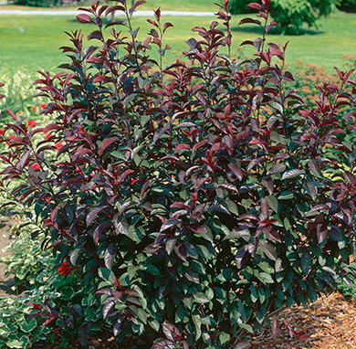 Purpleleaf Sand Cherry