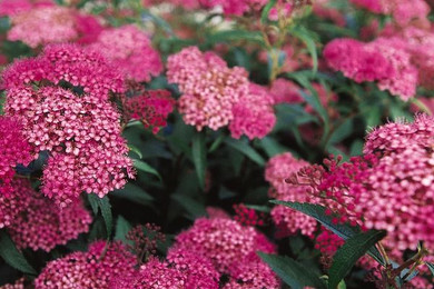 Anthony Waterer Spirea