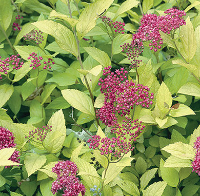 Goldmound Spirea