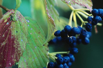 Arrowwood Viburnum