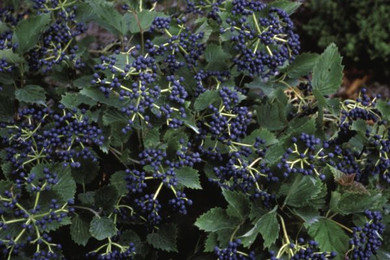 Blue Muffin Viburnum