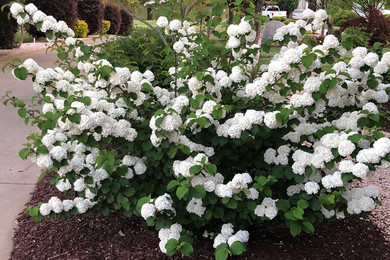 Opening Day Viburnum