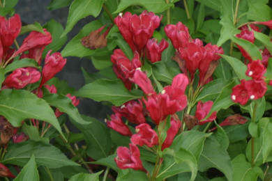 Sonic Bloom Red Weigela