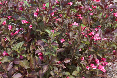 Wine & Roses Weigela