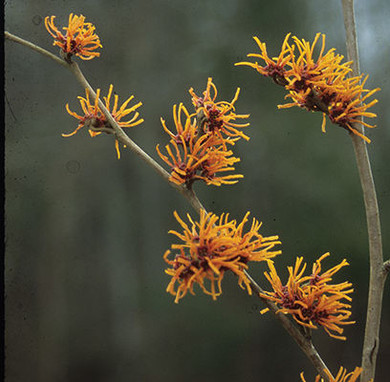 Vernal Witch Hazel