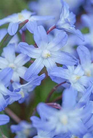 Glory of the Snow Chionodoxa Forbesii Pack of 10