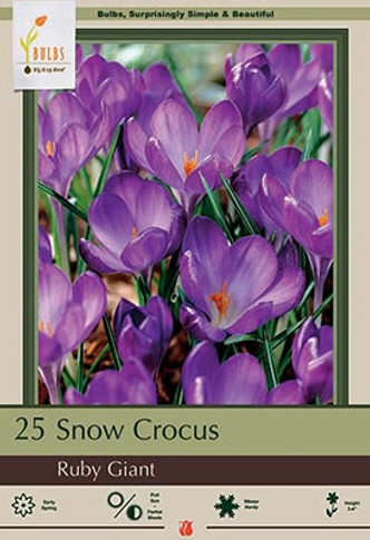 Ruby Giant Crocus (20 Bulb Pack)