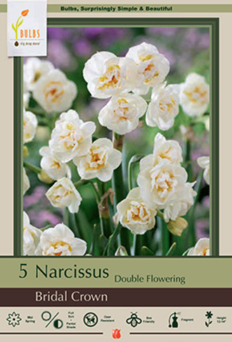 Bridal Crown Bunch Narcissus