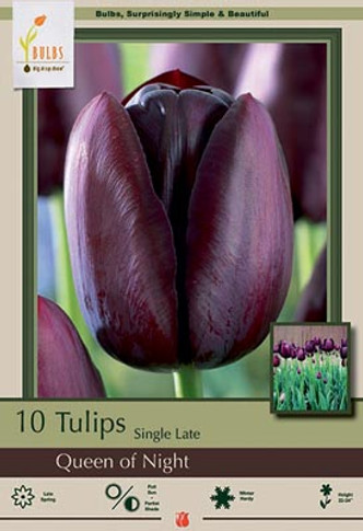 Queen of Night Tulip