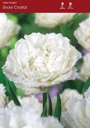 Snow Crystal Fringed Tulip