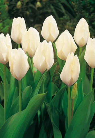 White Emperor Tulip