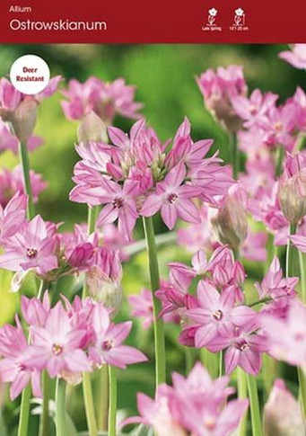 Ostrowskianum Allium Pack of 20