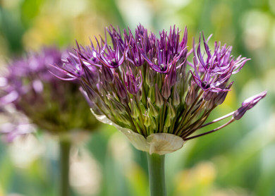 Allium Universe