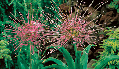 Schbertii Allium