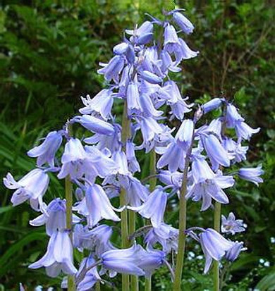 Spanish Bluebell Scilla Campanula Pack of 10