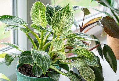 Jan. 31 at 10a: Ask Dr. Phil O’Dendron 