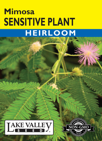 Mimosa Sensitive Plant