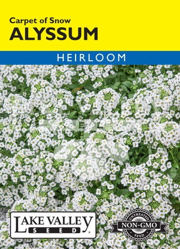 Alyssum Carpet of Snow