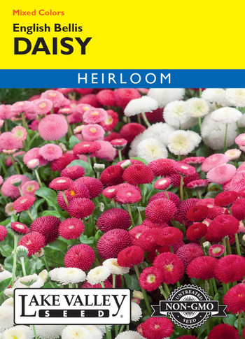 Daisy English Bellis