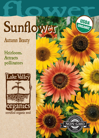 Autumn Beauty Sunflower - Organic
