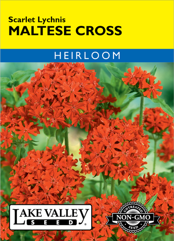 Maltese Cross Scarlet Lychnis