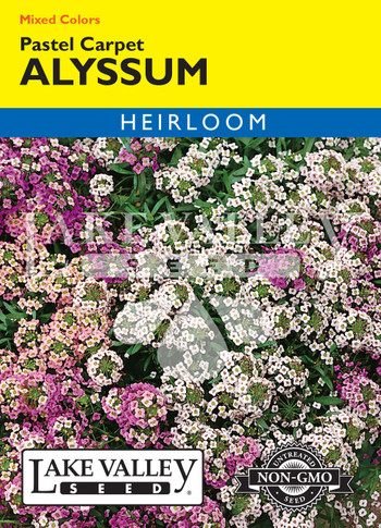Alyssum Pastel Carpet