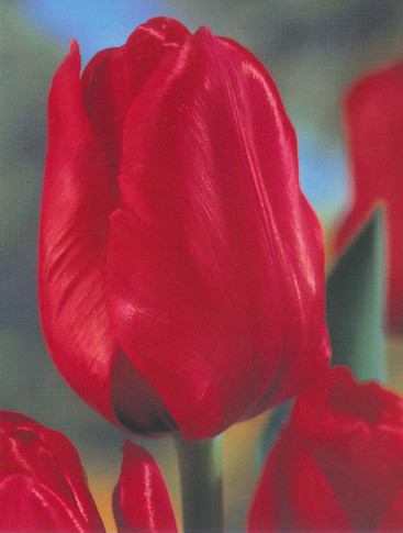 Flying Dutchman Tulip