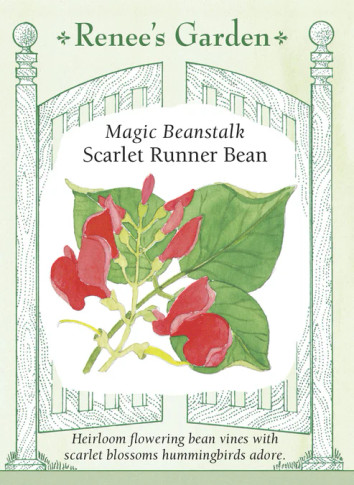 Bean (Runner) Magic Beanstalk