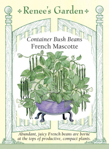 Bean French Mascotte Bush Bean