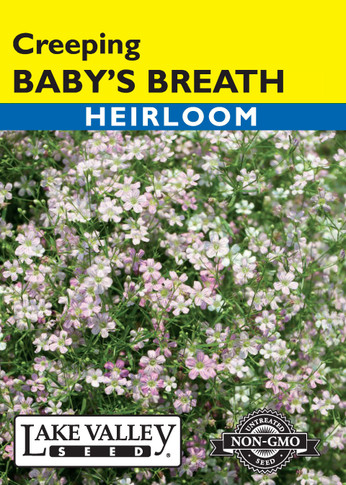 Baby's Breath Creeping