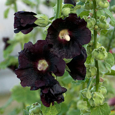 Images and plant information courtesy of Waltersgardens.com