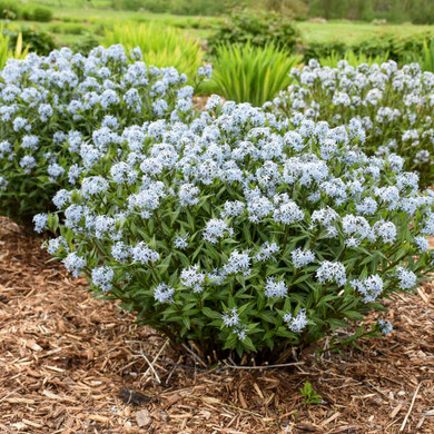 Outdoor Plants - Perennials and Roses - Other Part Sun/Part Shade