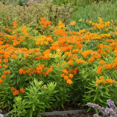Images and plant information courtesy of Waltersgardens.com
